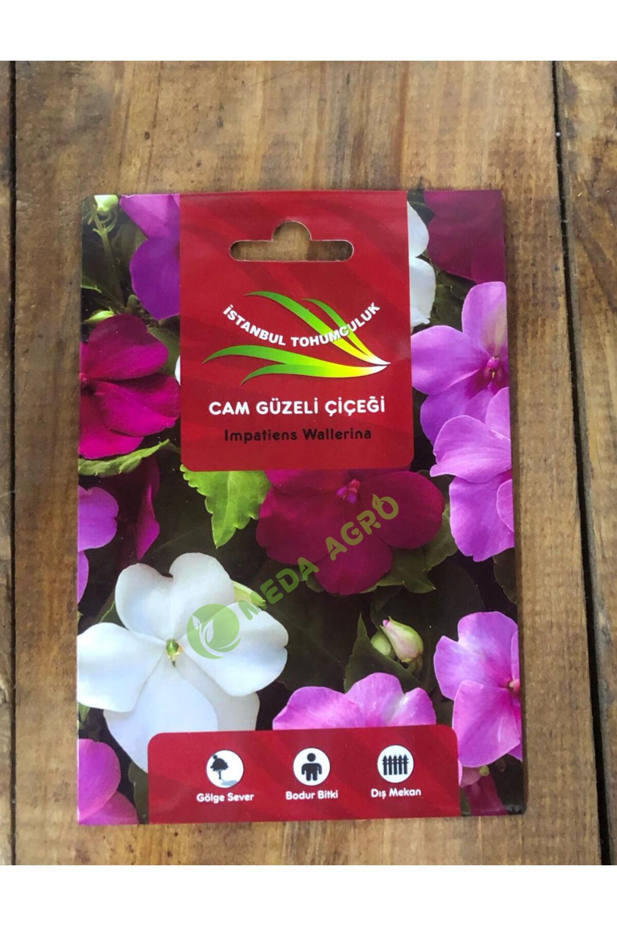 Cam Güzeli Çiçeği Tohumu